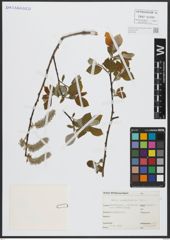 Foto von Salix appendiculata Vill.